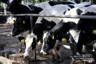 国产牛牛  第2张