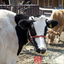 国产牛牛  第3张