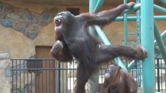 PORNO国产,揭秘其文化魅力与产业发展 第3张 PORNO国产,揭秘其文化魅力与产业发展 第3张