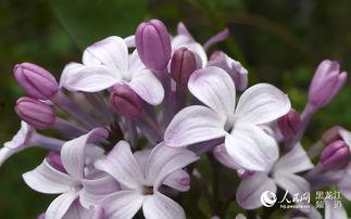 丁香五月国产,国产生态的生机盎然 第2张 丁香五月国产,国产生态的生机盎然 第2张