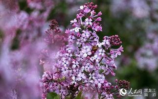 丁香五月国产,国产生态的生机盎然 第3张 丁香五月国产,国产生态的生机盎然 第3张