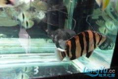 国产四虎精,传奇神话中的守护者与传奇英雄  第3张