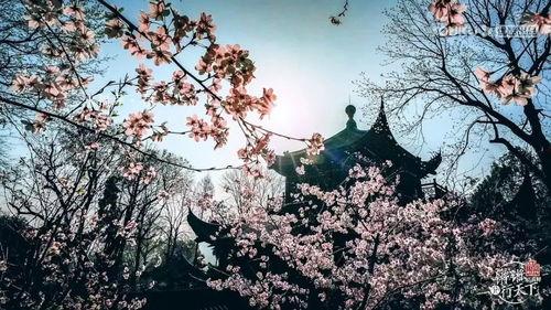 国产春色在线,探寻中国电影中的青春与色彩  第3张